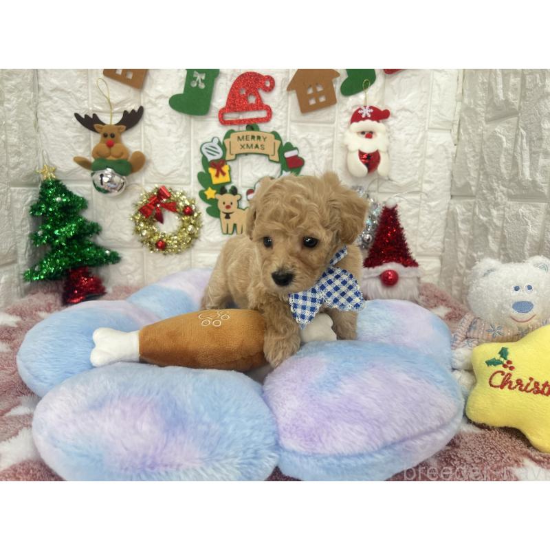 販売中の茨城県のビションプー:ビションフリーゼ×トイプードル-428272の6枚目