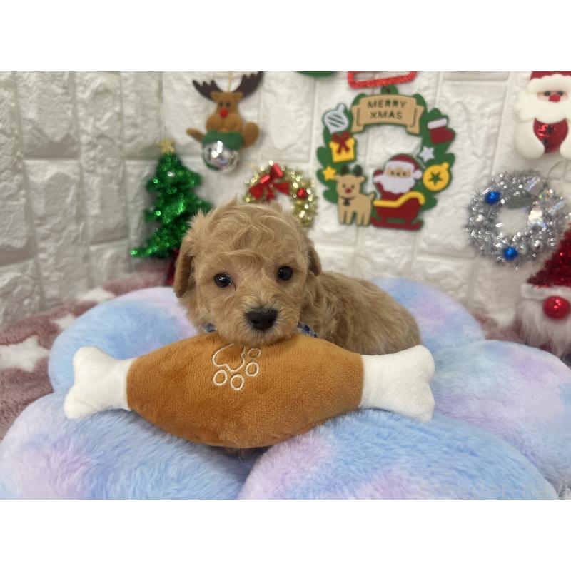 販売中の茨城県のビションプー:ビションフリーゼ×トイプードル-428272の4枚目