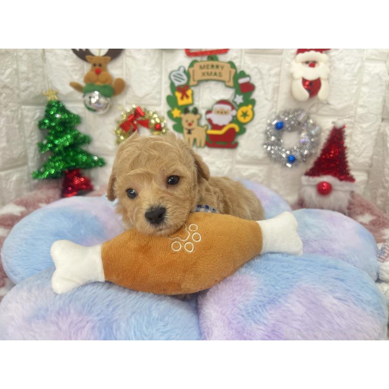 販売中の茨城県のビションプー:ビションフリーゼ×トイプードル-428272の3枚目