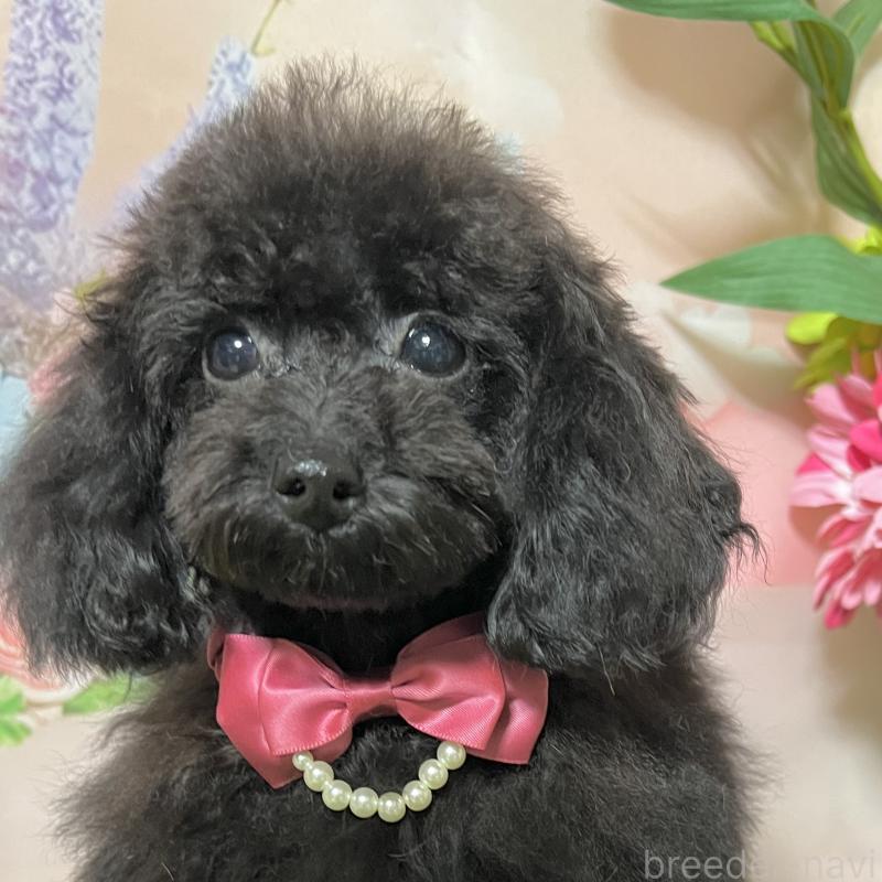 販売中の岡山県のタイニープードル-412796の5枚目