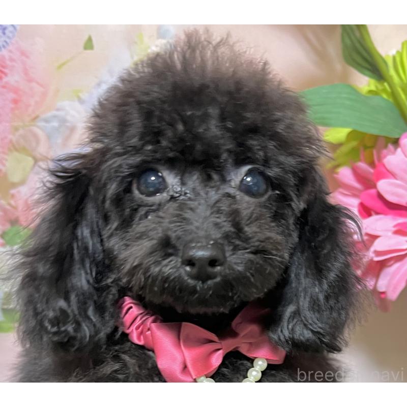 販売中の岡山県のタイニープードル-412796の4枚目