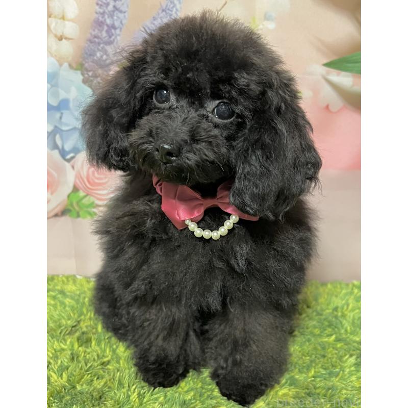 販売中の岡山県のタイニープードル-412796の3枚目