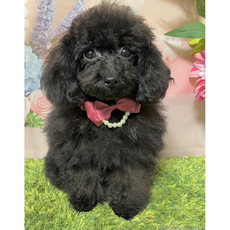 販売中の岡山県のタイニープードル-412796の2枚目