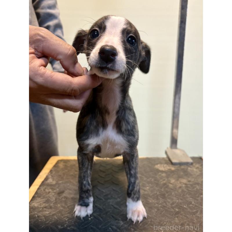 販売中の静岡県のウィペット-428273の3枚目