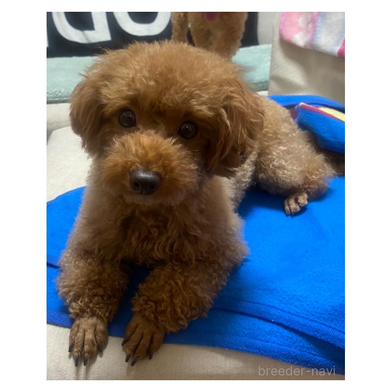 販売中の岐阜県のトイプードル-428279の9枚目