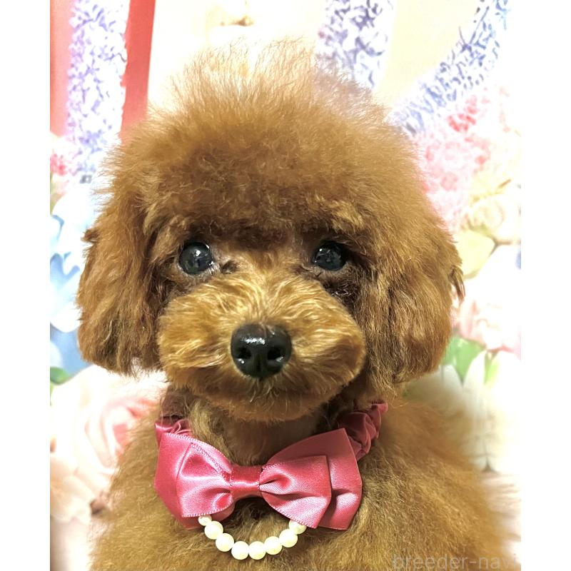 販売中の岡山県のティーカッププードル-428274の4枚目