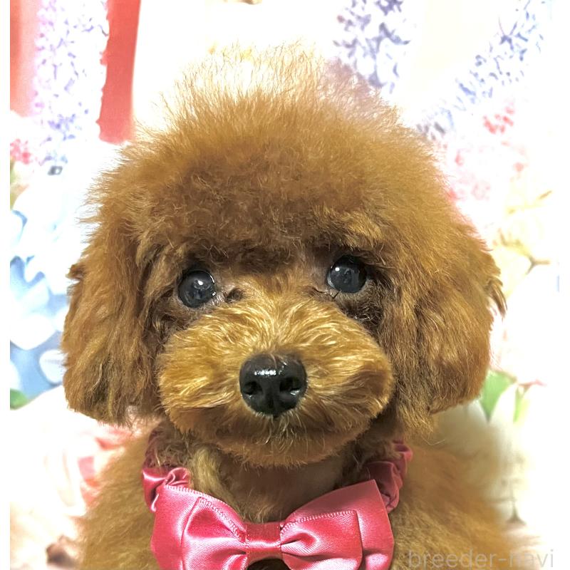 販売中の岡山県のティーカッププードル-428274の3枚目