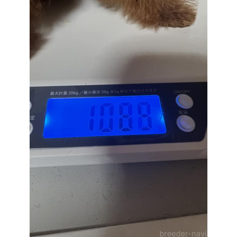 販売中の岡山県のティーカッププードル-428274の2枚目