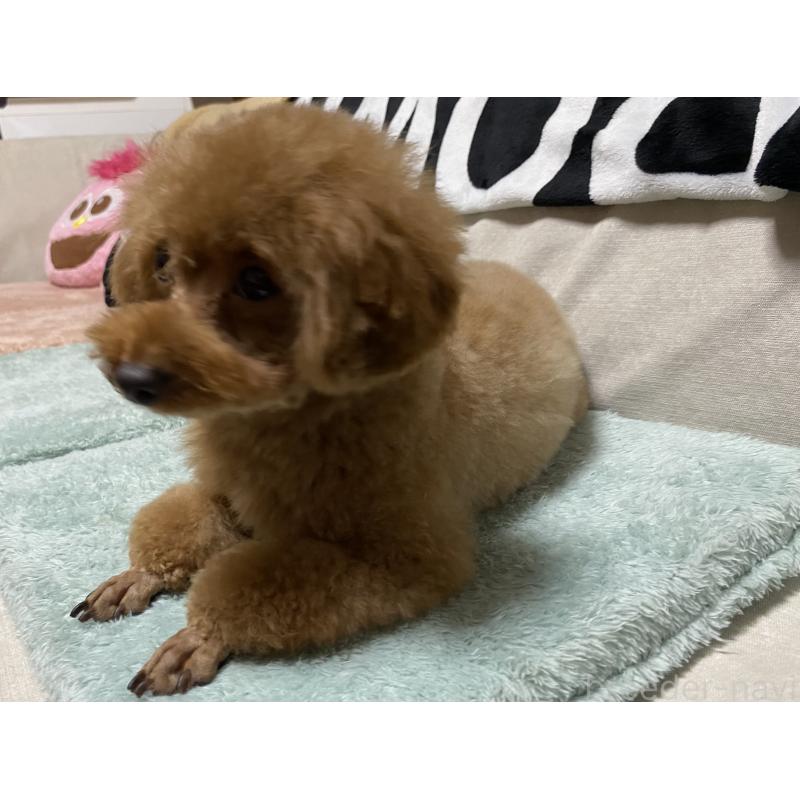 販売中の岐阜県のトイプードル-428279の6枚目