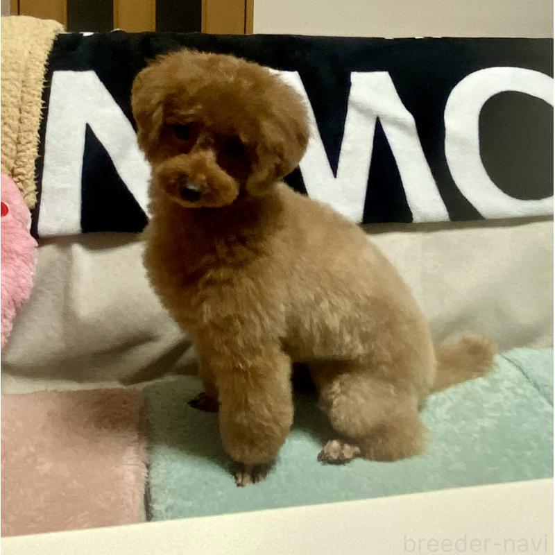 販売中の岐阜県のトイプードル-428279の4枚目