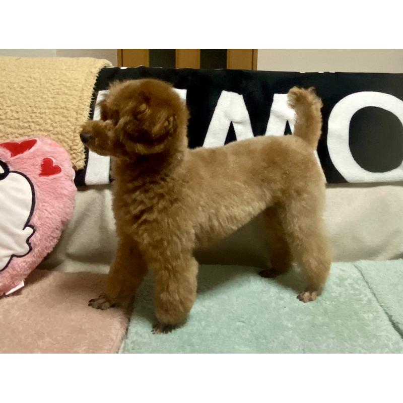 販売中の岐阜県のトイプードル-428279の3枚目