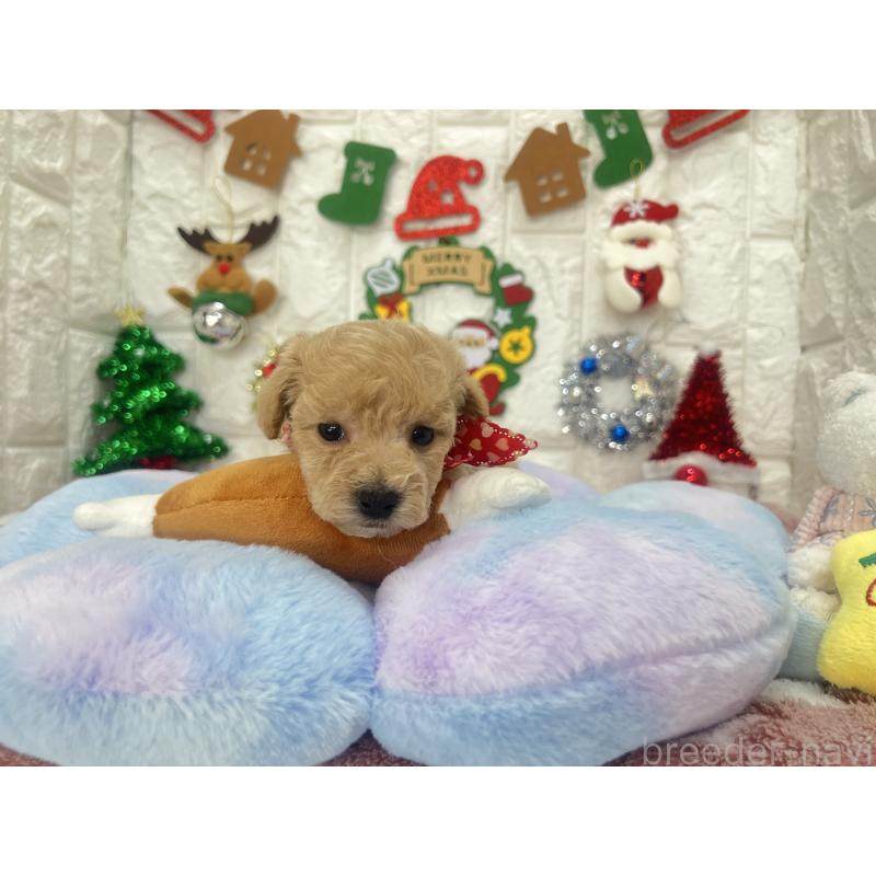 販売中の茨城県のビションプー:ビションフリーゼ×トイプードル-428275の10枚目