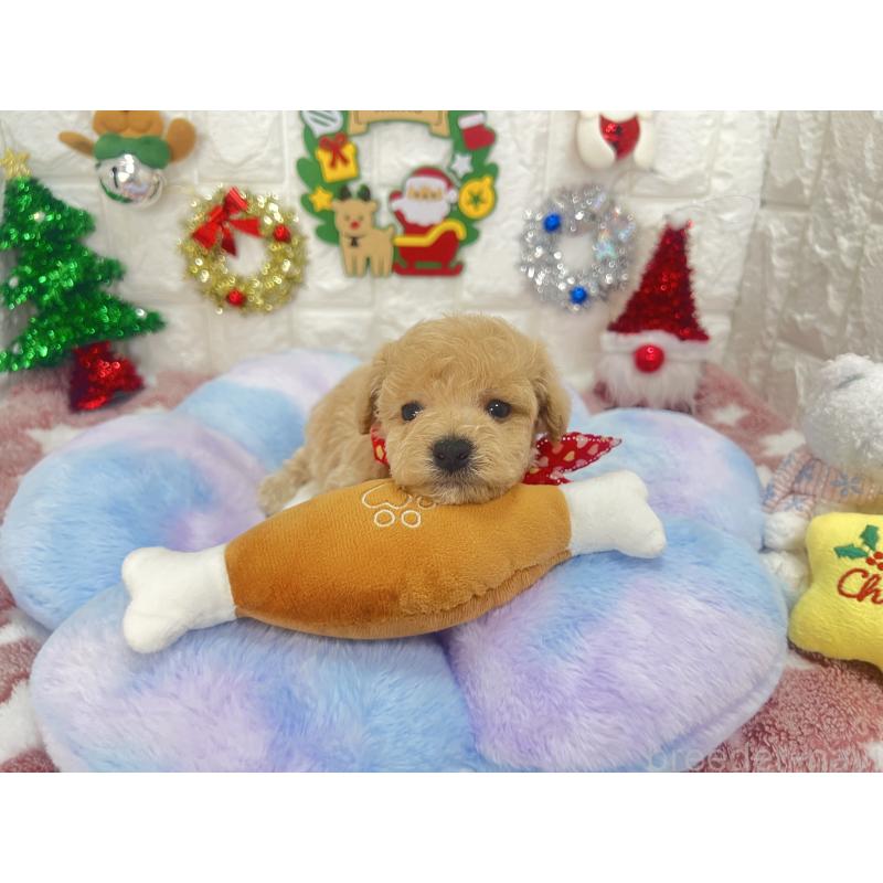 販売中の茨城県のビションプー:ビションフリーゼ×トイプードル-428275の9枚目