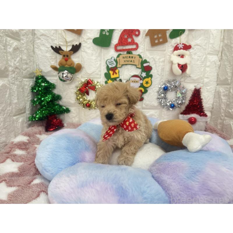 販売中の茨城県のビションプー:ビションフリーゼ×トイプードル-428275の7枚目