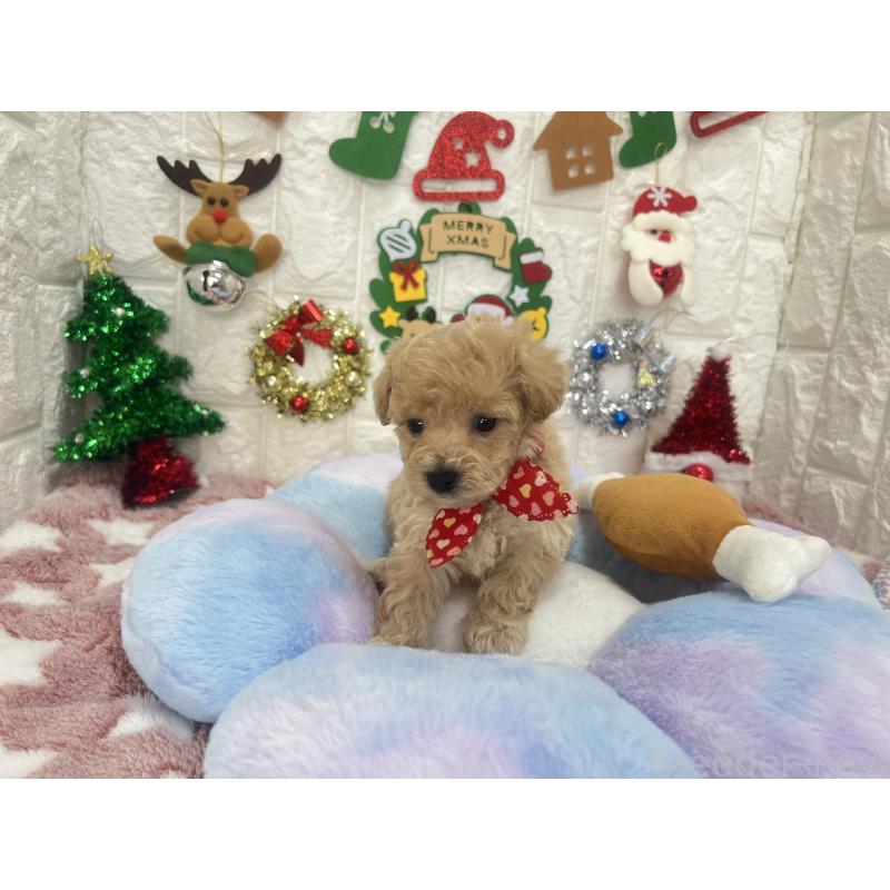 販売中の茨城県のビションプー:ビションフリーゼ×トイプードル-428275の6枚目