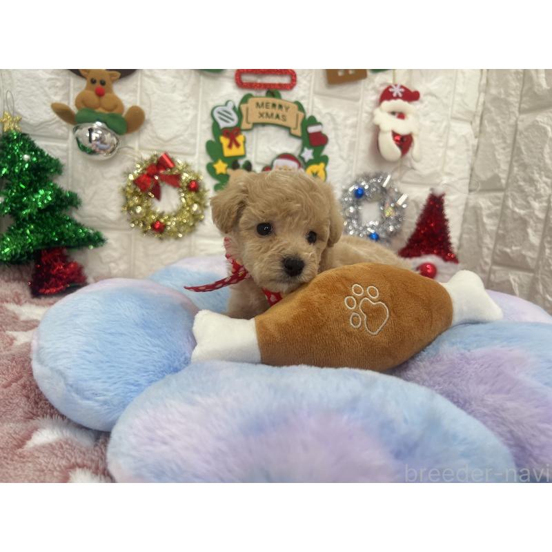 販売中の茨城県のビションプー:ビションフリーゼ×トイプードル-428275の4枚目