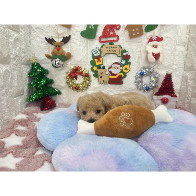 販売中の茨城県のビションプー:ビションフリーゼ×トイプードル-428275の3枚目