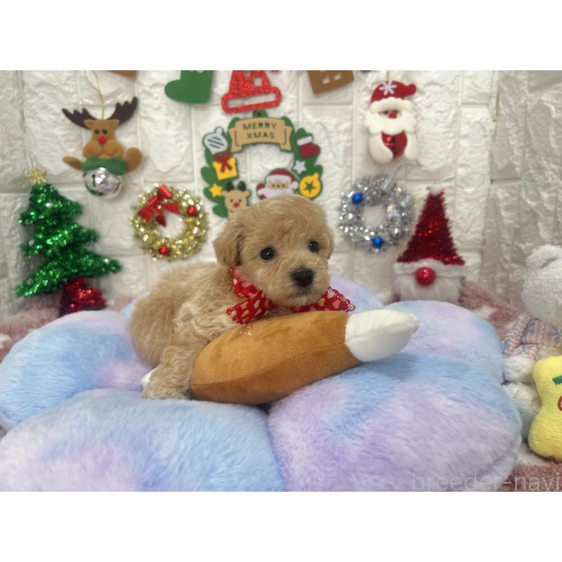 販売中の茨城県のビションプー:ビションフリーゼ×トイプードル-428275の2枚目