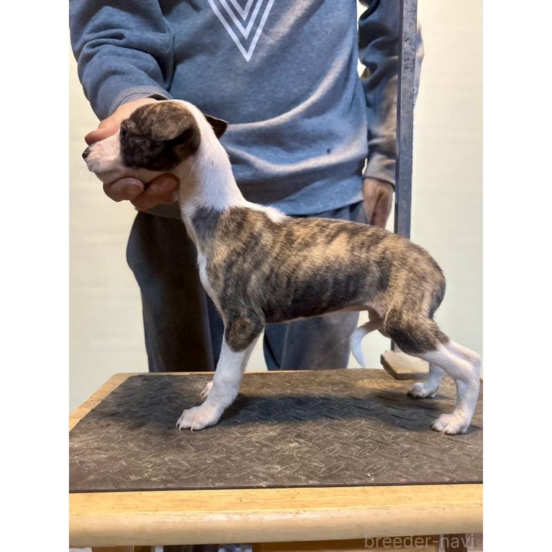 販売中の静岡県のウィペット-428276の3枚目