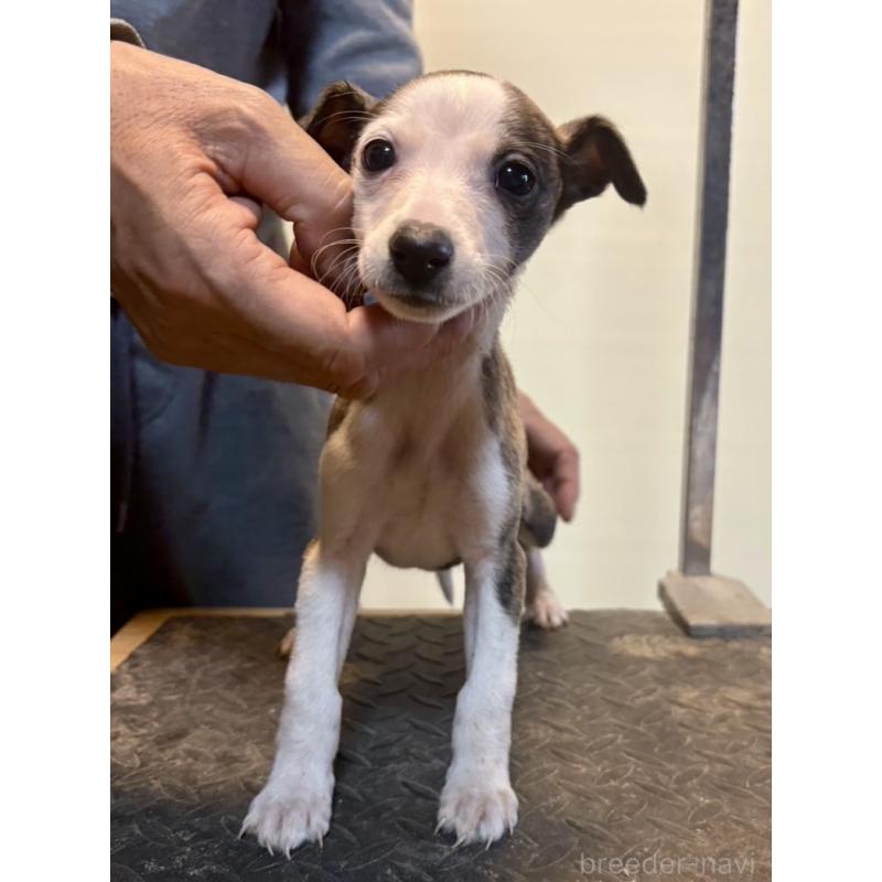 販売中の静岡県のウィペット-428276の2枚目