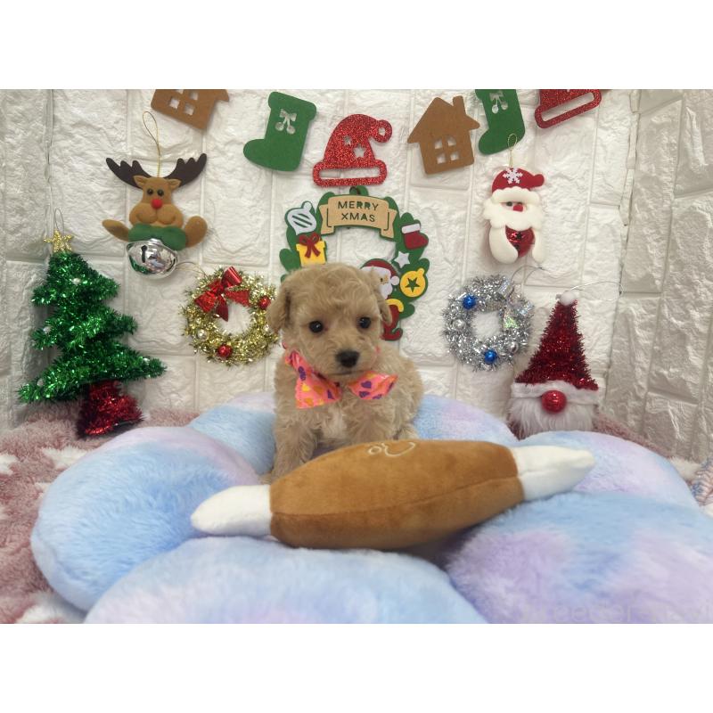 販売中の茨城県のビションプー:ビションフリーゼ×トイプードル-428277