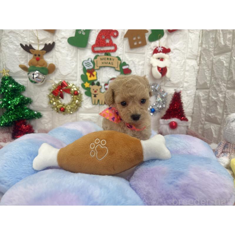 販売中の茨城県のビションプー:ビションフリーゼ×トイプードル-428277の10枚目