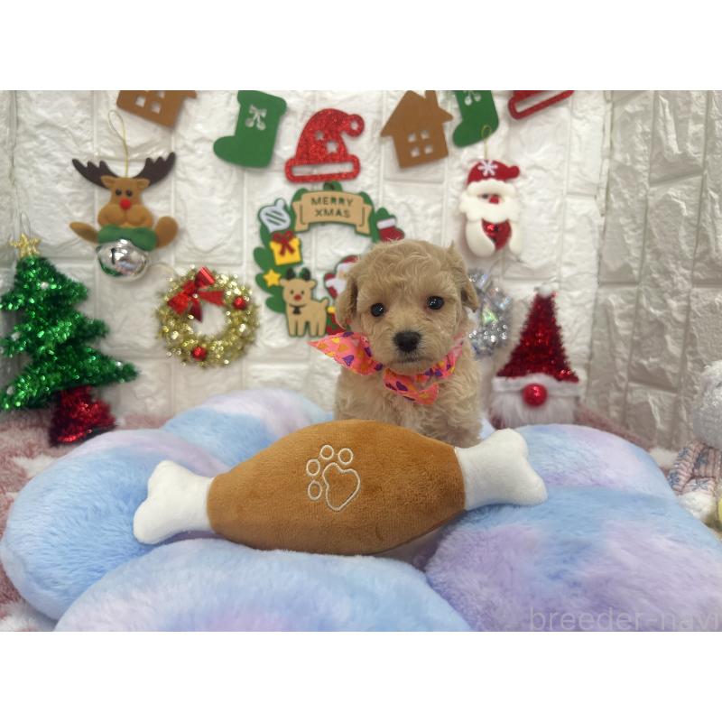 販売中の茨城県のビションプー:ビションフリーゼ×トイプードル-428277の9枚目