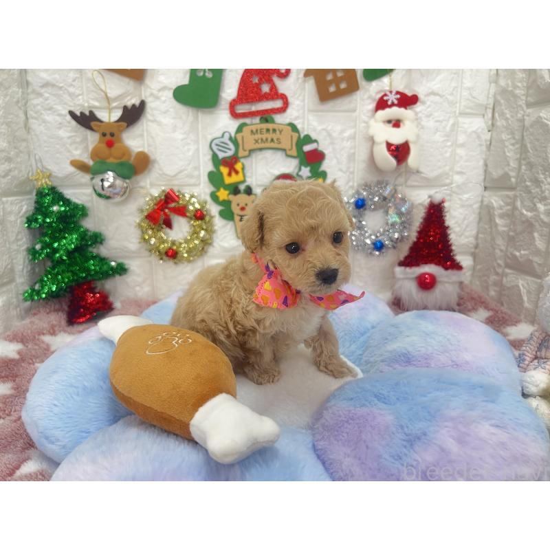 販売中の茨城県のビションプー:ビションフリーゼ×トイプードル-428277の8枚目