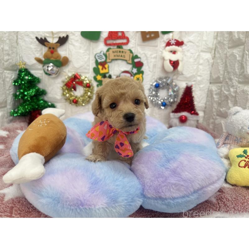 販売中の茨城県のビションプー:ビションフリーゼ×トイプードル-428277の6枚目