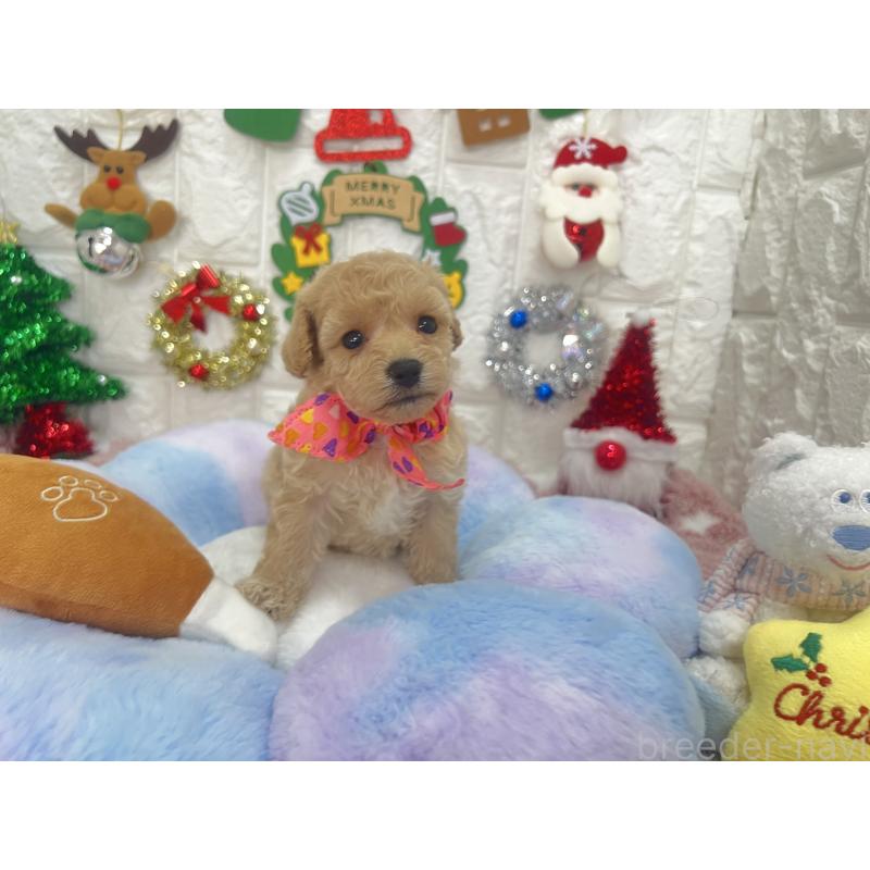 販売中の茨城県のビションプー:ビションフリーゼ×トイプードル-428277の3枚目