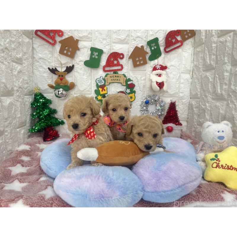 販売中の茨城県のビションプー:ビションフリーゼ×トイプードル-428277の2枚目