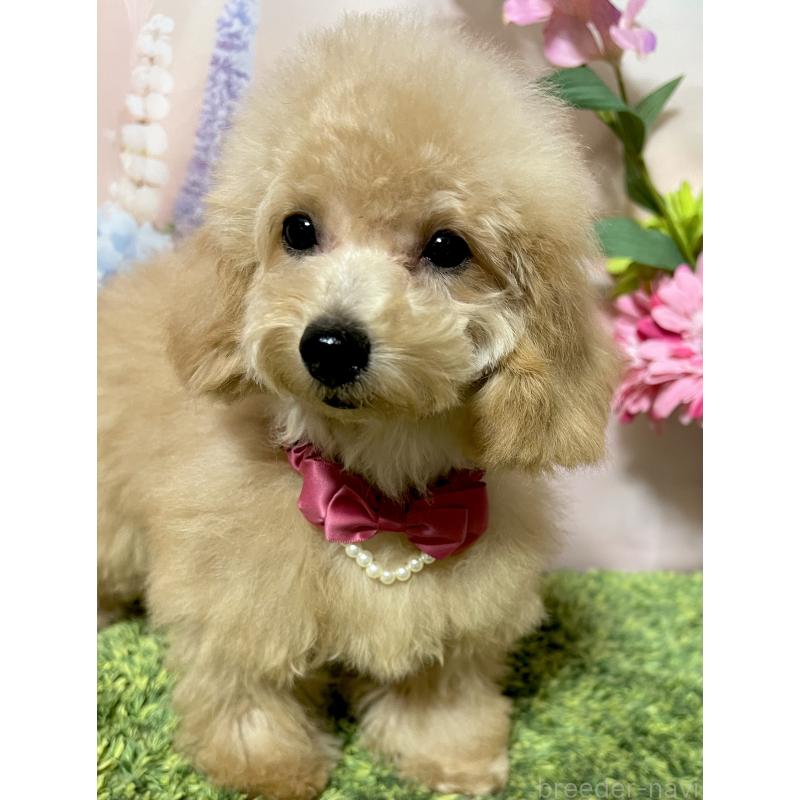 販売中の岡山県のタイニープードル-428278の8枚目