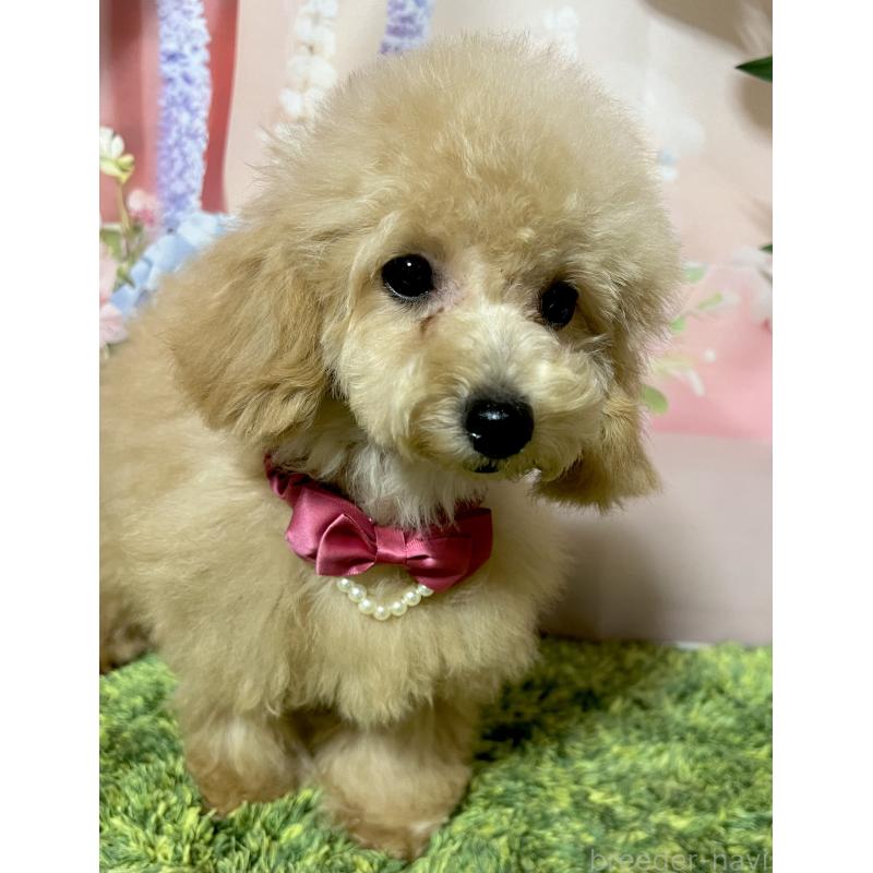 販売中の岡山県のタイニープードル-428278の3枚目