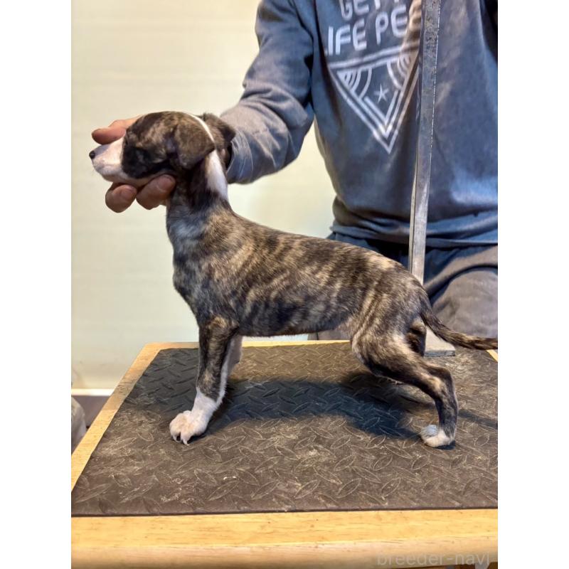 販売中の静岡県のウィペット-428280の2枚目