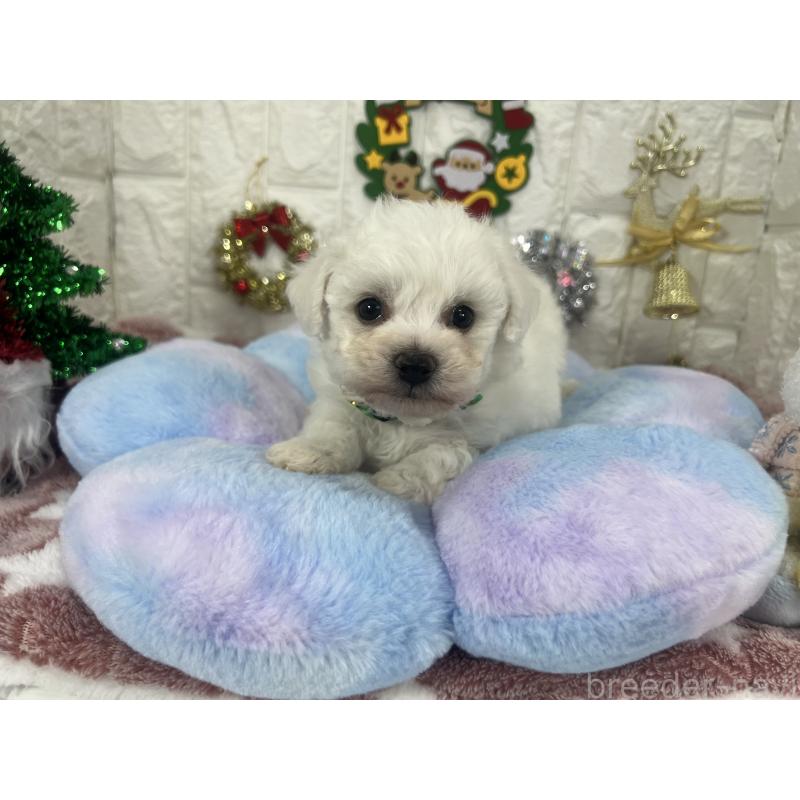 販売中の茨城県のビションフリーゼ-428281の10枚目