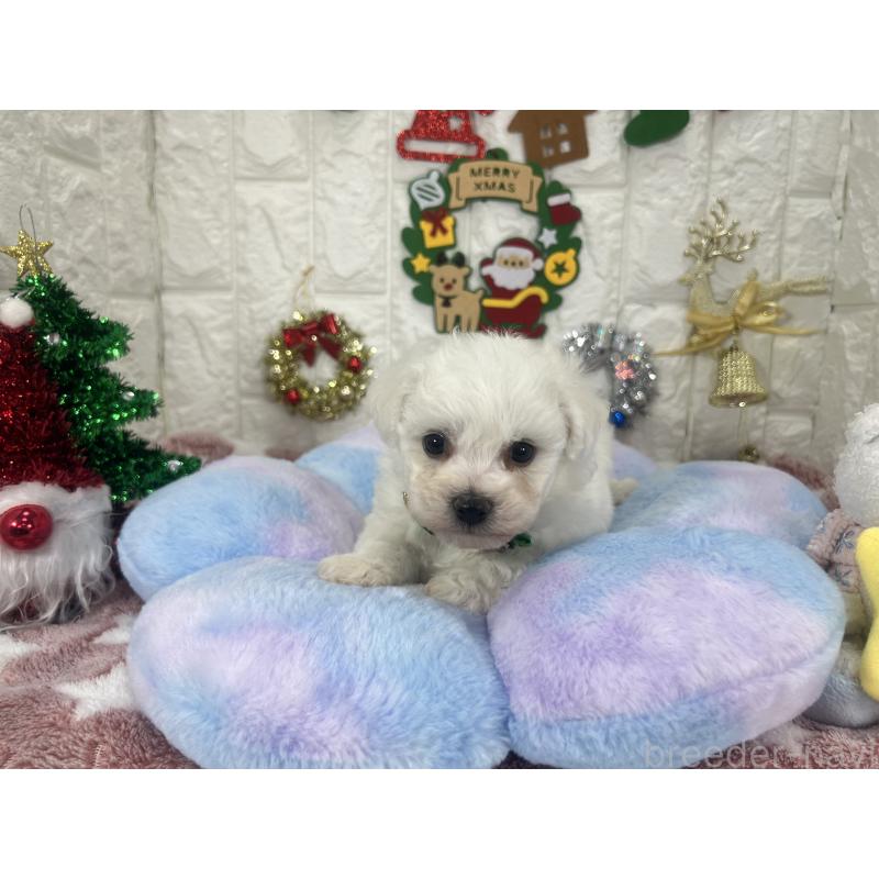 販売中の茨城県のビションフリーゼ-428281の9枚目