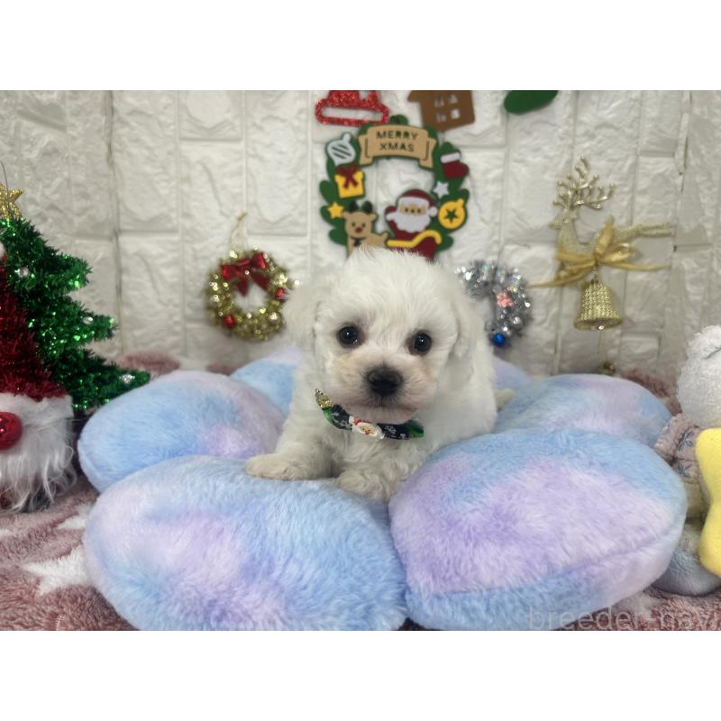 販売中の茨城県のビションフリーゼ-428281の8枚目