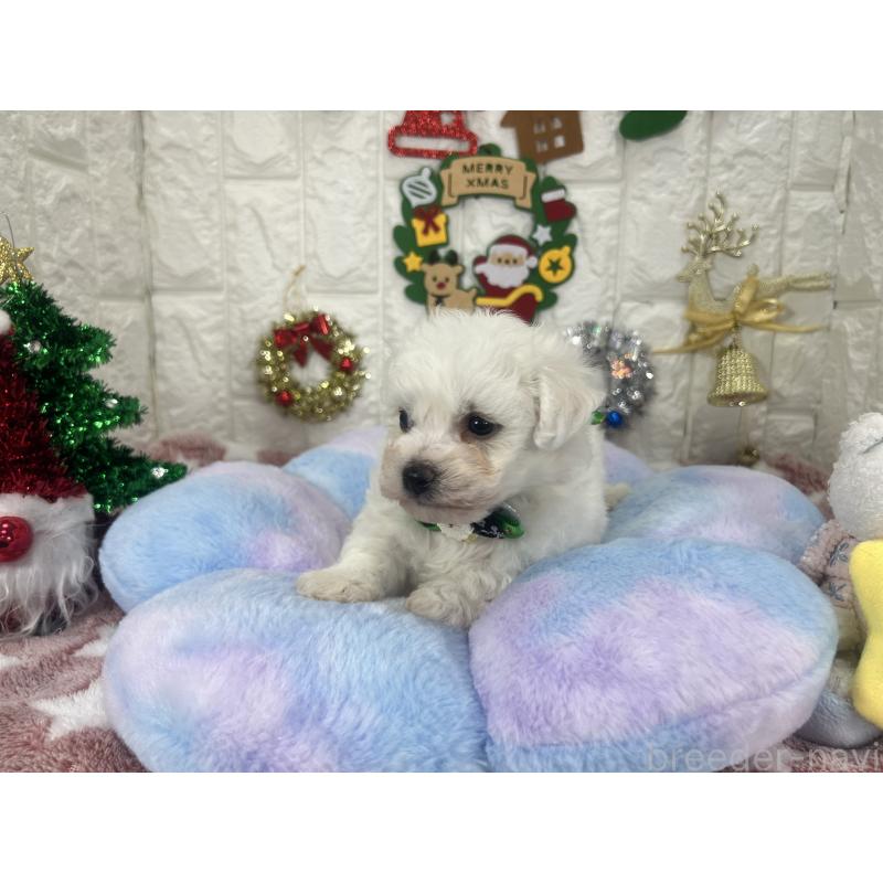 販売中の茨城県のビションフリーゼ-428281の7枚目