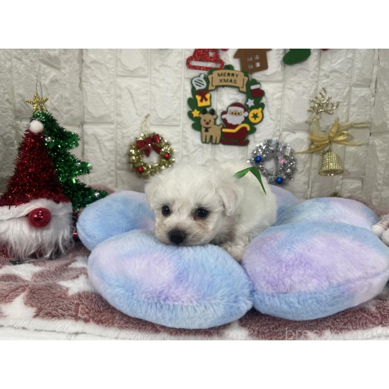 販売中の茨城県のビションフリーゼ-428281の1枚目