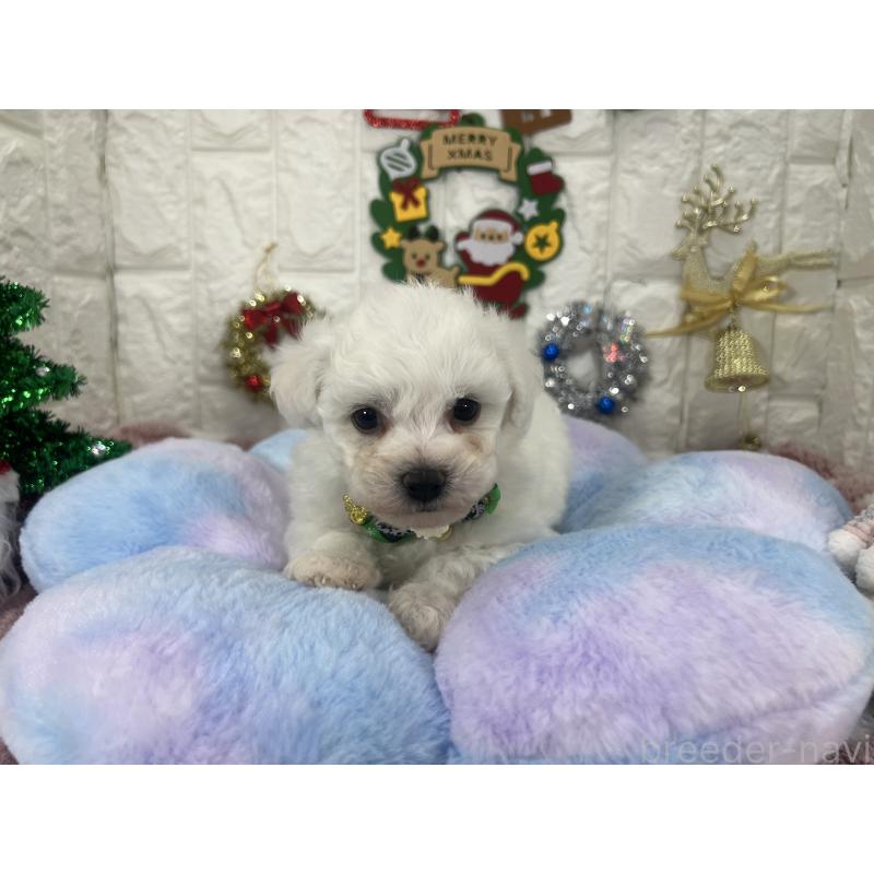 販売中の茨城県のビションフリーゼ-428281の4枚目