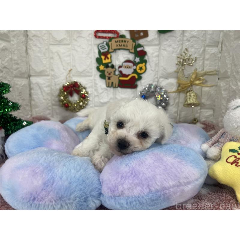 販売中の茨城県のビションフリーゼ-428281の3枚目