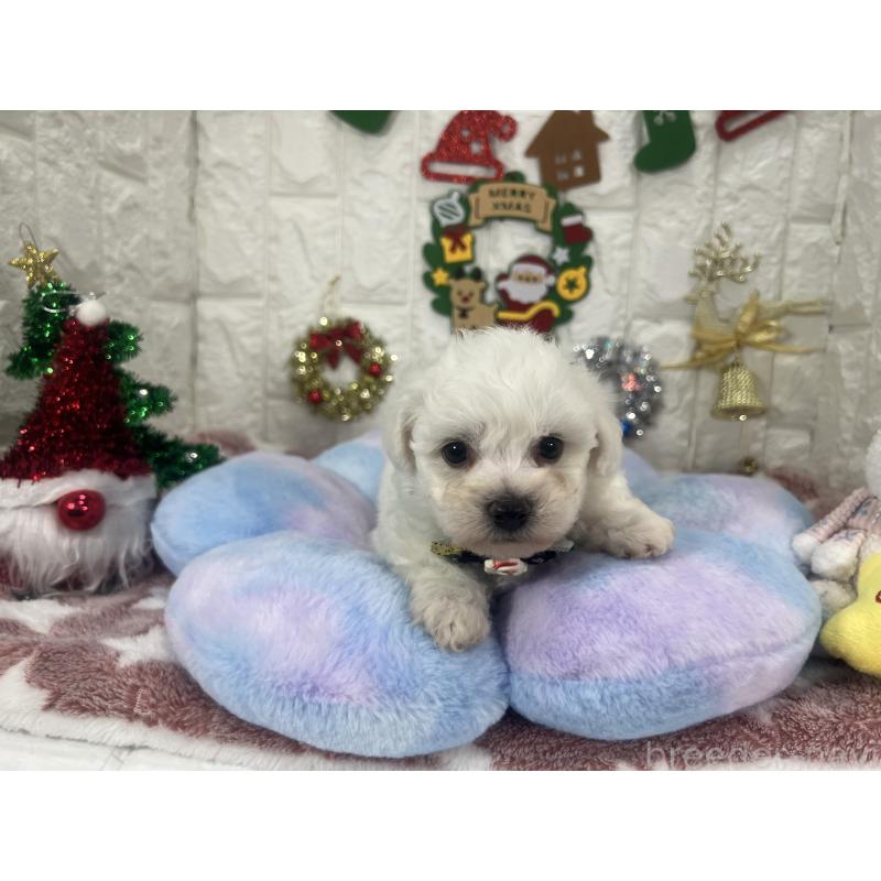 販売中の茨城県のビションフリーゼ-428281の2枚目