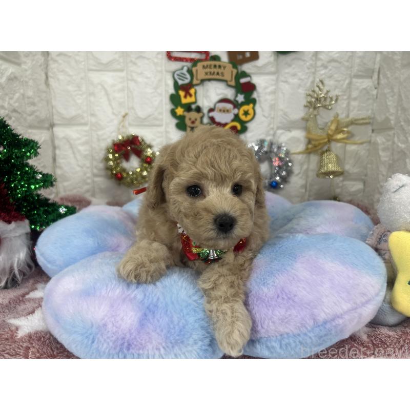 販売中の茨城県のビションプー:ビションフリーゼ×トイプードル-428282