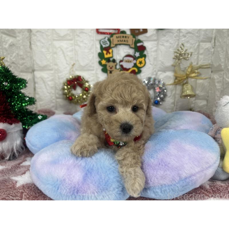 販売中の茨城県のビションプー:ビションフリーゼ×トイプードル-428282の9枚目