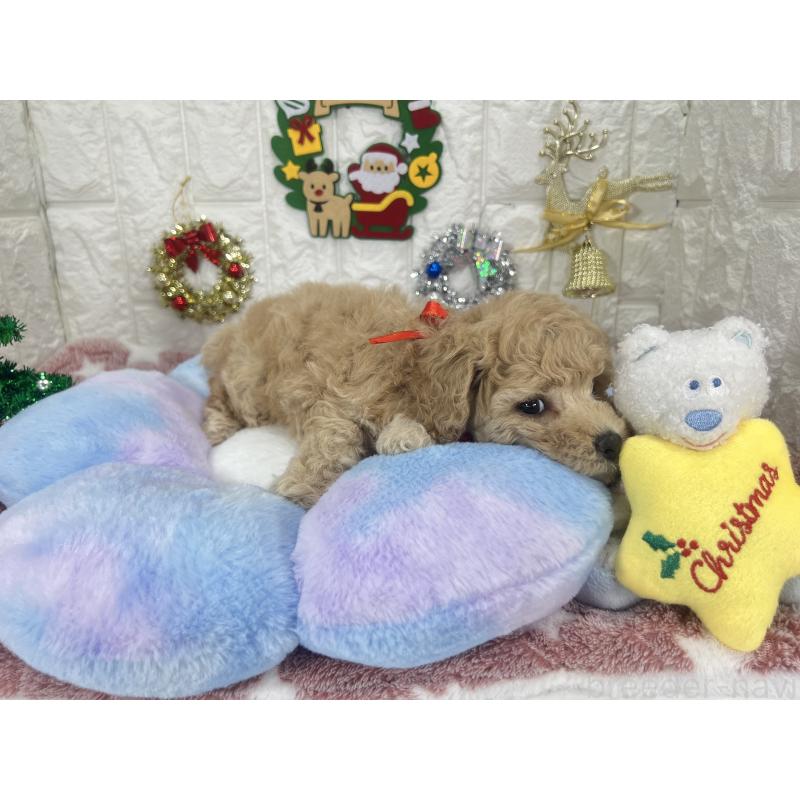 販売中の茨城県のビションプー:ビションフリーゼ×トイプードル-428282の8枚目