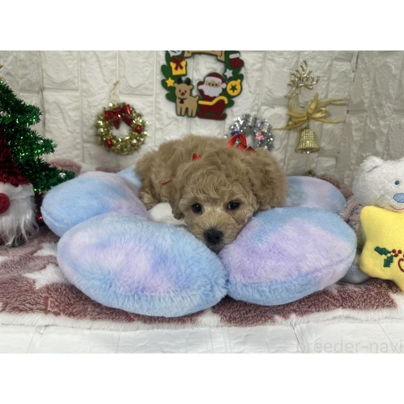 販売中の茨城県のビションプー:ビションフリーゼ×トイプードル-428282の6枚目