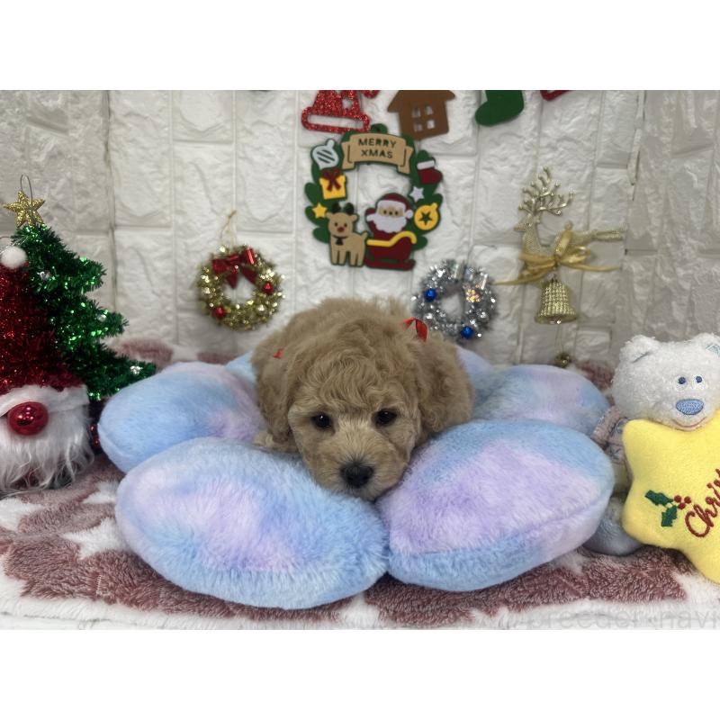 販売中の茨城県のビションプー:ビションフリーゼ×トイプードル-428282の5枚目