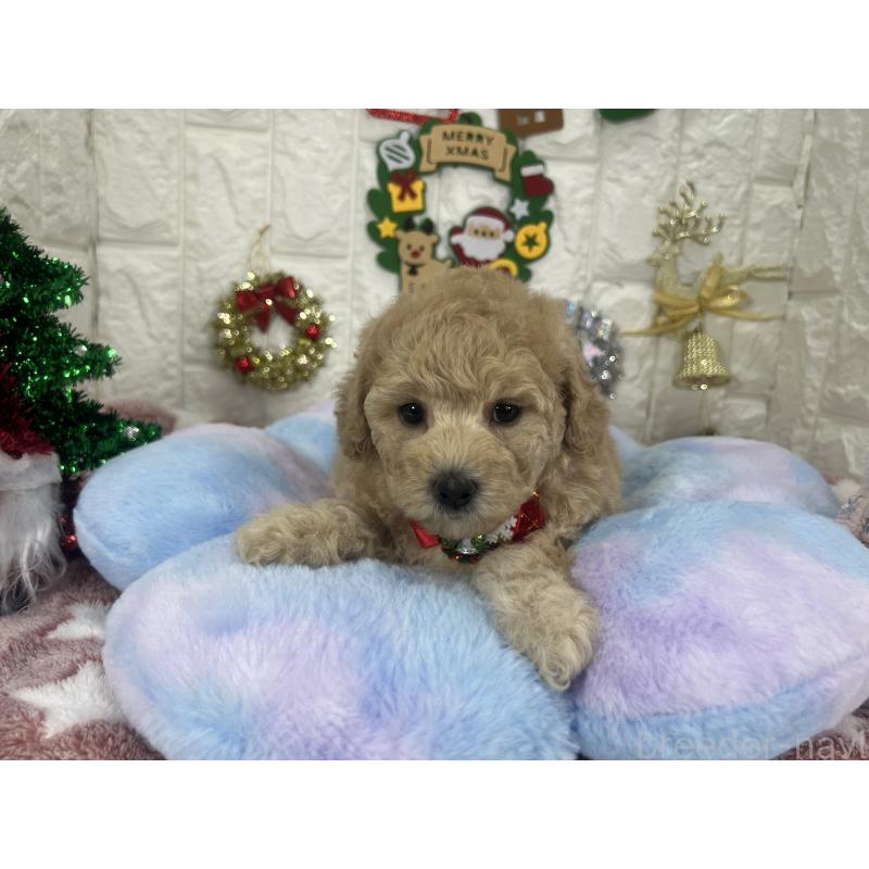 販売中の茨城県のビションプー:ビションフリーゼ×トイプードル-428282の2枚目