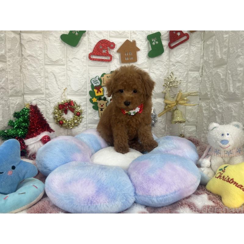 販売中の茨城県のビションプー:ビションフリーゼ×トイプードル-428283