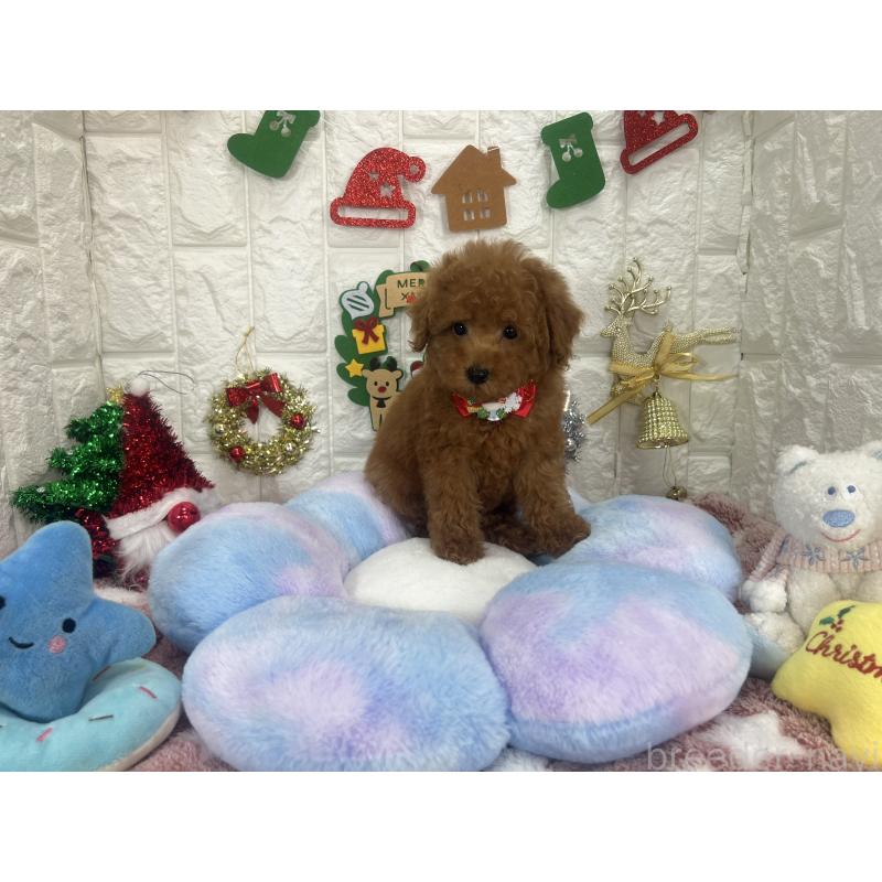 販売中の茨城県のビションプー:ビションフリーゼ×トイプードル-428283の8枚目